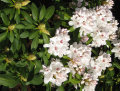 Rhododendron 23 cm potte
